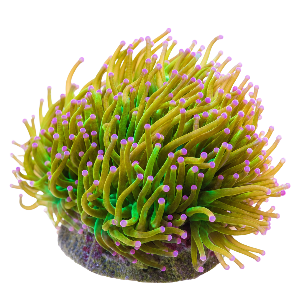 Korallok